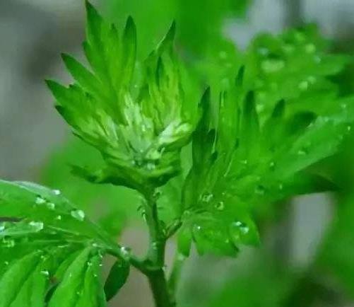 艾草溯源