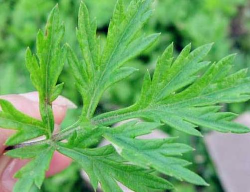艾草种植过程追溯