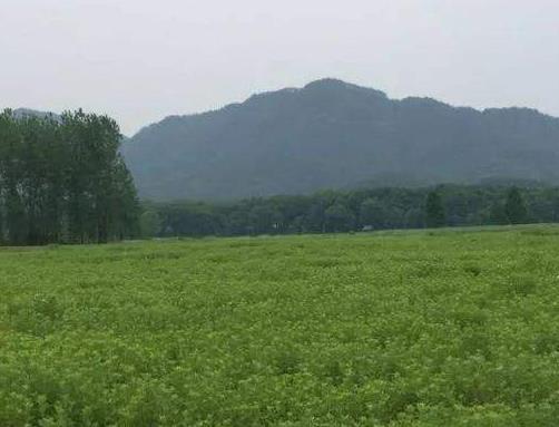 艾草种植环境溯源