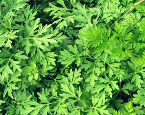 艾草采摘溯源