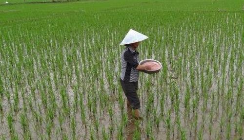 大米插秧溯源