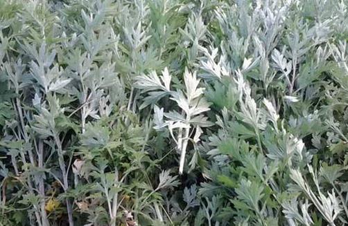 艾草具有镇咳功效